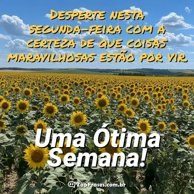Imagem de girassóis com a mensagem de uma ótima semana para segunda-feira.